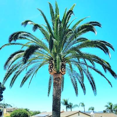 TREE TRIMMING 